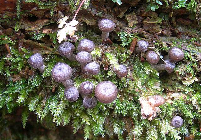 La  Foresta  Igrofila  di  Ettingen